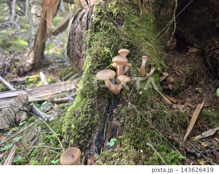 苔むした木の根元に群生するナラタケの接写 苔むした木の根元に群生するナラタケの接写 143626419