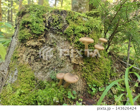 苔むした切り株の側面に生えるナラタケ 苔むした切り株の側面に生えるナラタケ 143626424