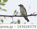 枝に止まるエゾビタキ 143626579