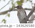 木に止まるエゾビタキ 143626580