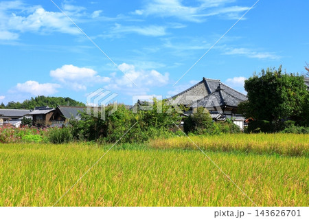 秋の飛鳥寺と黄金色に輝く明日香村田園風景 143626701