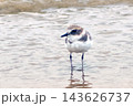 かわいいシロチドリ 143626737