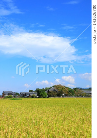 秋の飛鳥寺と黄金色に輝く明日香村田園風景 143626780