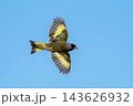 青空バックに悠然と飛ぶカワラヒワ 143626932