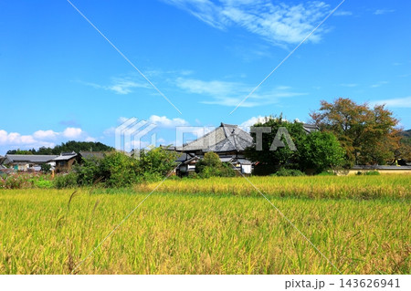 秋の飛鳥寺と黄金色に輝く明日香村田園風景 秋の飛鳥寺と黄金色に輝く明日香村田園風景 143626941