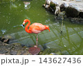 池にたたずむフラミンゴ 143627436