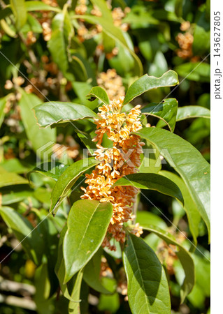 最盛期のキンモクセイの花 最盛期のキンモクセイの花 143627805