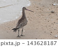 干潟で採餌するオオソリハシシギ 143628187