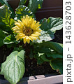 プランターに植えられたガーベラ 143628703