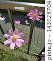 花壇で咲くコスモス 143628704