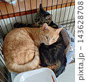 ケージの中で寝る猫 143628708