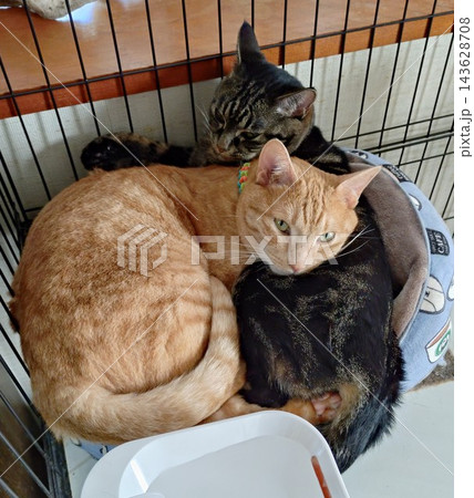 ケージの中で寝る猫 ケージの中で寝る猫 143628708