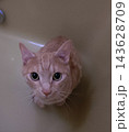 見上げる猫 143628709