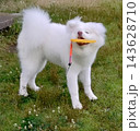 フリスビーをくわえる白い犬 143628710
