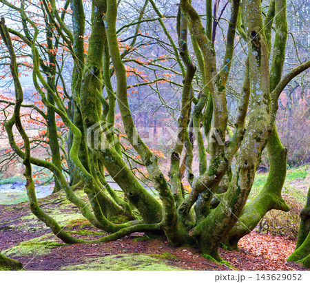 Autumn, nature and trunk of tree with moss, moisture and humidity on forest environment in Brazil. Outdoor, woods and plants in countryside with biodiversity, natural growth and foliage in farmland 143629052