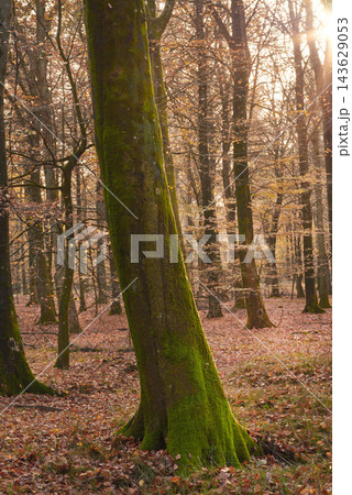 Trees, forest and moss with nature, environment and ecology with sustainability, earth day and leaves. Empty, branch and bark with plants, countryside and textures with adventure, woods and autumn Trees, forest and moss with nature, environment and ecology with sustainability, earth day and leaves. Empty, branch and bark with plants, countryside and textures with adventure, woods and autumn 143629053