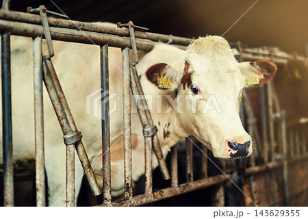 Cattle, gate and pen with face of cow on dairy farm for agriculture, food or sustainability. Beef, meat or stable with animal in cage on countryside ranch for free range and organic livestock Cattle, gate and pen with face of cow on dairy farm for agriculture, food or sustainability. Beef, meat or stable with animal in cage on countryside ranch for free range and organic livestock 143629355