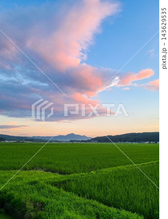 青々とした水田と夕暮れ時のピンク色に染まる美しい夕焼け空 143629535