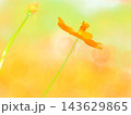 秋の陽を受けるキバナコスモス（afw20261007133956） 143629865