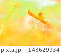 秋の陽を受けるキバナコスモス（afw20261007134021) 143629934