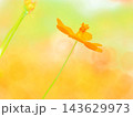 秋の陽を受けるキバナコスモス（afw20261007134046) 143629973