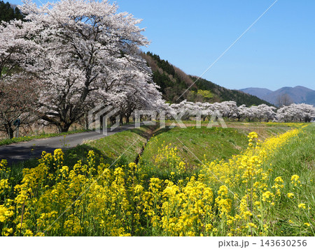春、ピンク色の桜並木と黄色の菜の花とのコントラストが青空に印象的で綺麗だ。 春、ピンク色の桜並木と黄色の菜の花とのコントラストが青空に印象的で綺麗だ。 143630256