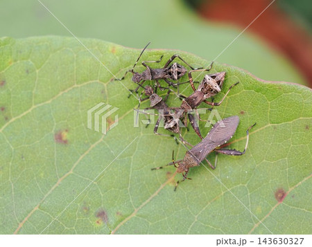 ホソヘリカメムシの幼虫と成虫 ホソヘリカメムシの幼虫と成虫 143630327