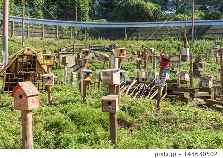 町田リス園　リス放し飼い広場の中の風景 143630502