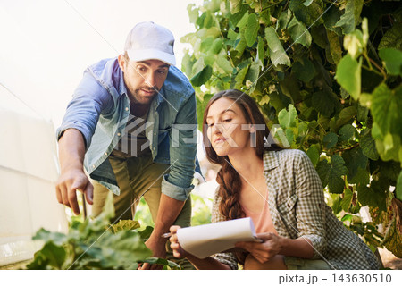 Agriculture, farmer and couple check plant leaf for growth or harvest vegetables in nature. Man, woman or work at garden farm together with paper for agro, discussion or food production at greenhouse 143630510