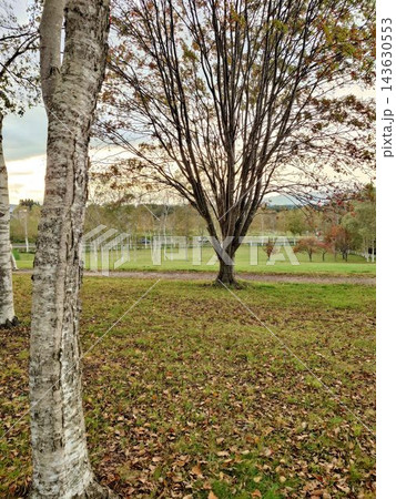 白樺と落ち葉が彩る秋の草地の風景 白樺と落ち葉が彩る秋の草地の風景 143630553
