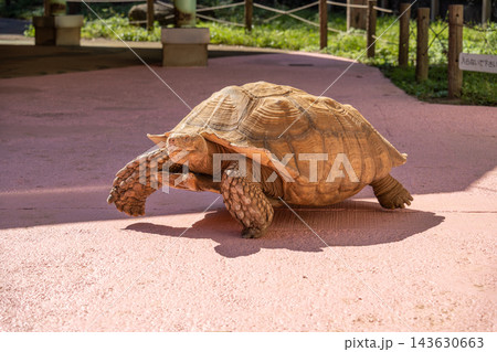 町田リス園 リス放し飼い広場の中の人気者 ケヅメリクガメ 町田リス園 リス放し飼い広場の中の人気者 ケヅメリクガメ 143630663