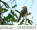 木立の中の野鳥、爽やかな青空と緑 143630855