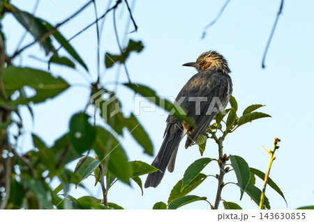 木立の中の野鳥、爽やかな青空と緑 143630855