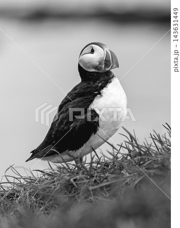 Monochrome Atlantic puffin portrait on a grassy slope at Hafnarholmi, Iceland 143631449