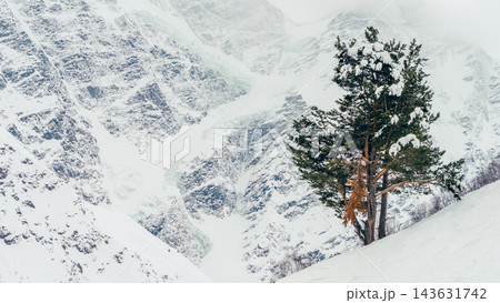 Pine tree on snowy slope below glaciated Mount Elbrus peaks in winter panorama, pale light, high contrast rock and ice, Pine tree on snowy slope below glaciated Mount Elbrus peaks in winter panorama, pale light, high contrast rock and ice, 143631742