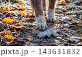 A low-angle macro shot of furry dog paws walking over colorful, dry autumn leaves covered in morning frost. 143631832