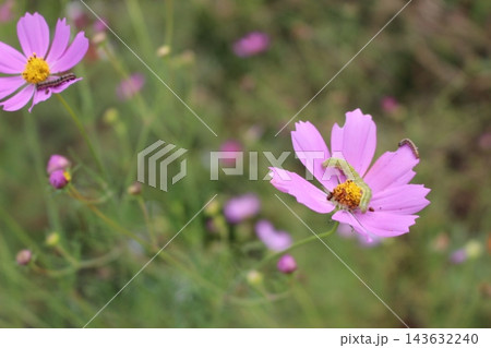 秋の野原に咲くピンクのコスモスの花 秋の野原に咲くピンクのコスモスの花 143632240