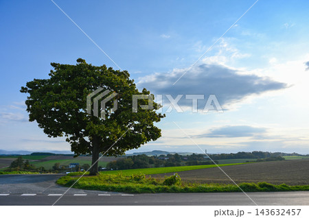 北海道美瑛町の丘の景色 143632457