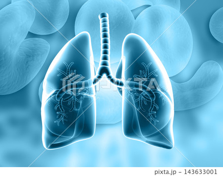 Human Lungs,Human Respiratory System 143633001