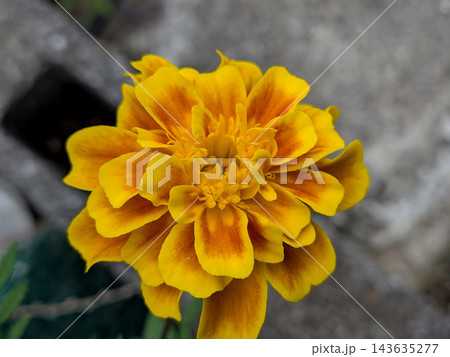 黄色とオレンジの花びらが鮮やかなマリーゴールド 143635277