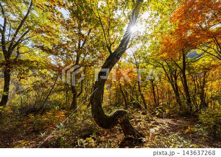 紅葉した蛇谷自然観察路 晩秋の自然界の風景イメージ 紅葉した蛇谷自然観察路 晩秋の自然界の風景イメージ 143637268