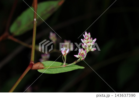 自然 植物 ヤノネグサ、秋に咲く草花。名前の由来は葉の形が『矢の根(矢じり}』に似ているからだとか 自然 植物 ヤノネグサ、秋に咲く草花。名前の由来は葉の形が『矢の根(矢じり}』に似ているからだとか 143637390