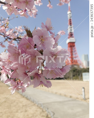 満開の河津桜と東京タワー 143637395