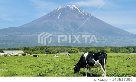 富士山と牧場で草を食む乳牛　初夏の朝霧高原 143637396