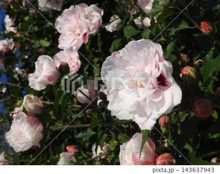 八重咲きの「ムクゲ」の花 八重咲きの「ムクゲ」の花 143637943