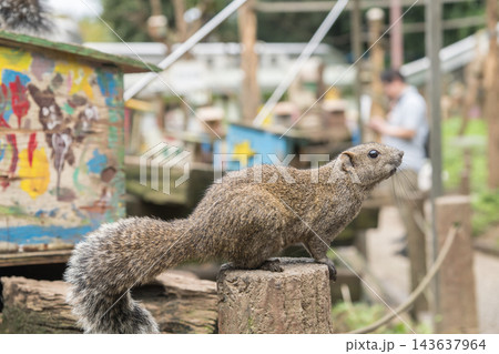 【町田リス園 ひまわりの種を食べるリス】 【町田リス園 ひまわりの種を食べるリス】 143637964