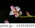 自然　植物　ヤノネグサ、一つの花は数ミリ。花被片は深五裂の白色で先端はピンク色になります 143638099