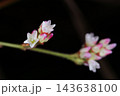 自然　植物　ヤノネグサ、十月のはじめ。細かく分枝した枝先に小さな花を沢山つけていました 143638100