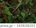 自然　植物　ヤノネグサ、タデ科イヌタデ属の植物。水辺や湿地などで見られる在来種の野草です 143638101