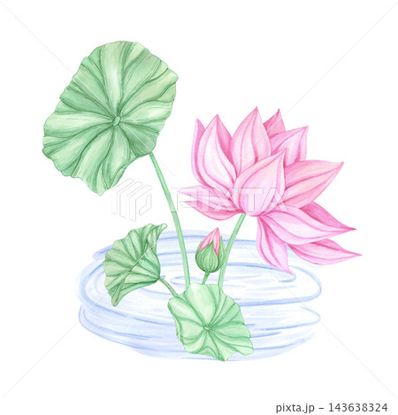 Hand drawn watercolor pink lotus flower with leaves in the pond composition. Illustration isolated on white background. Can be used for postcard, invitation, tropical spa design and other printed Hand drawn watercolor pink lotus flower with leaves in the pond composition. Illustration isolated on white background. Can be used for postcard, invitation, tropical spa design and other printed 143638324